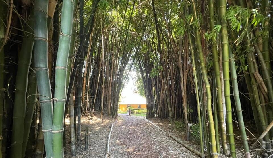 Bamboo