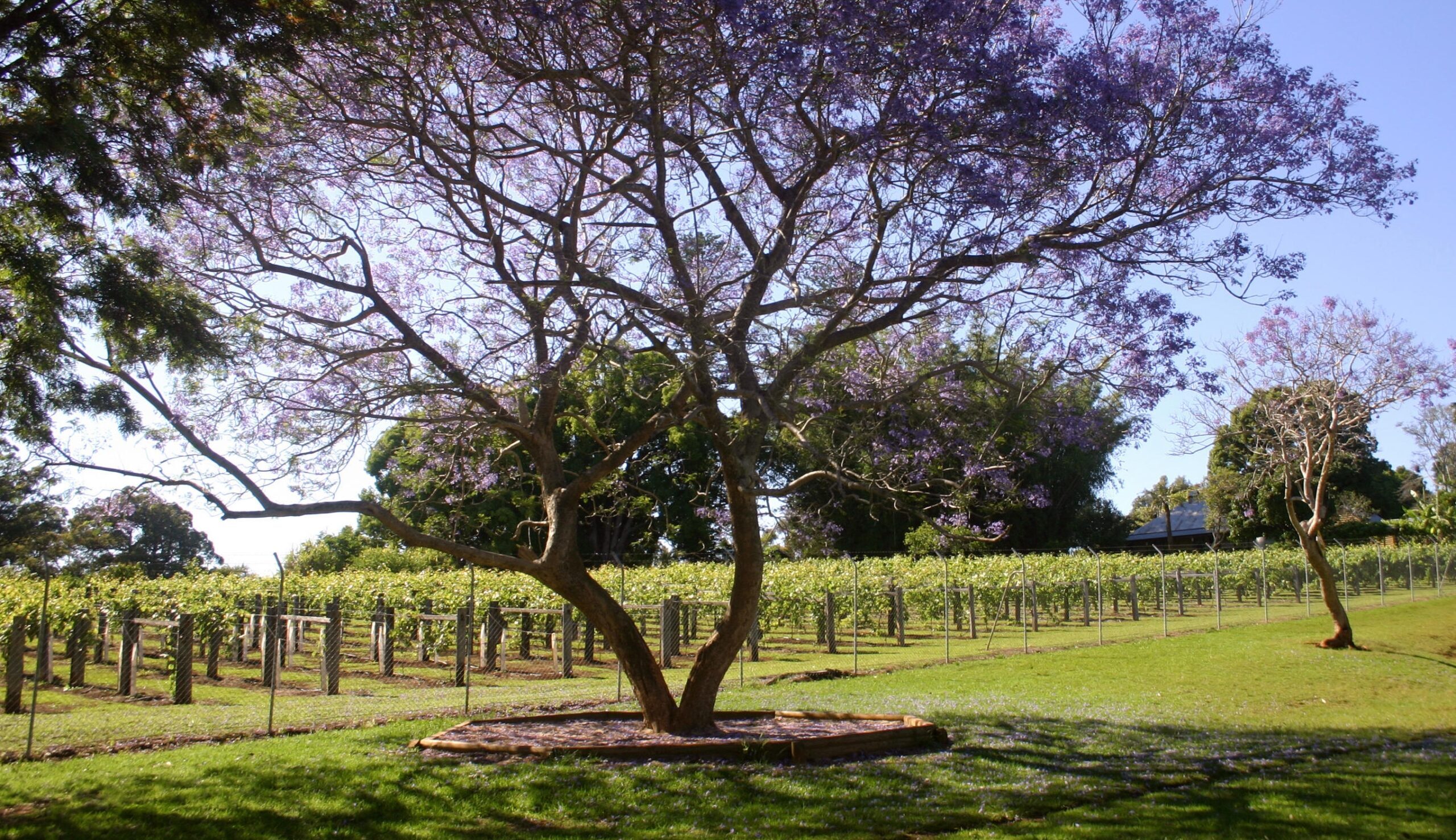 DVvineyard