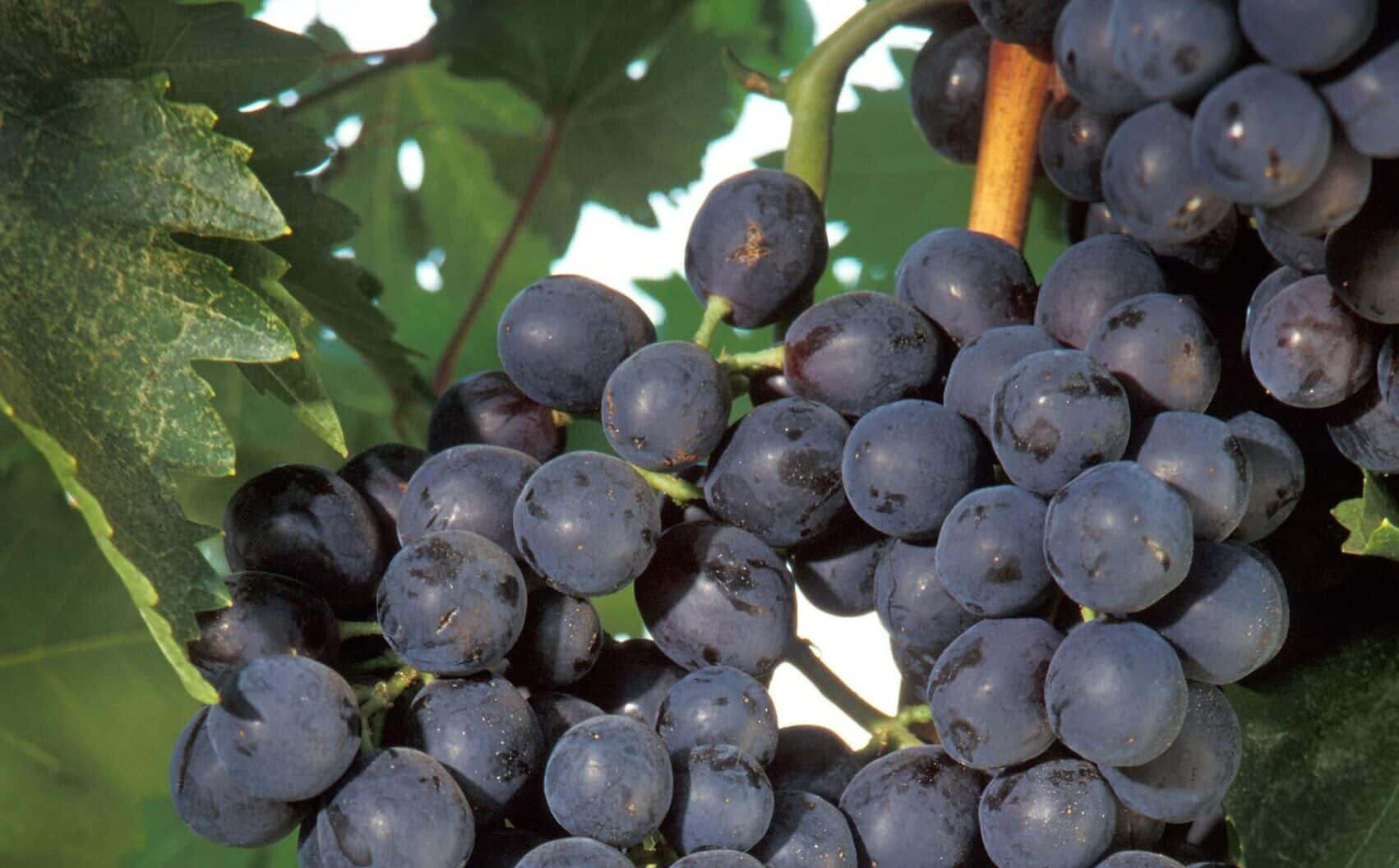 Isabella grapes-big2-min